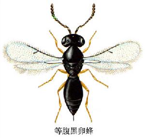 等腹黑卵蜂 等腹黑卵蜂