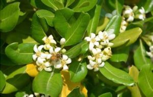 全禿海桐 全禿海桐