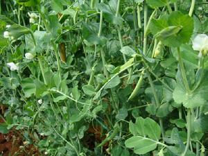 蠶豆莢殼[蠶豆莢殼]