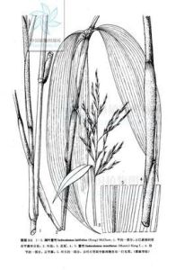 闊葉箬竹 闊葉箬竹