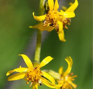 蒼山橐吾 蒼山橐吾