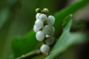 白漿果莧 白漿果莧