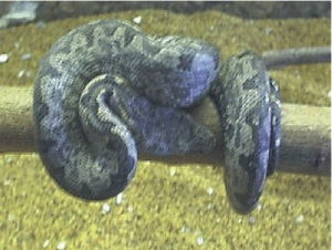 太平洋樹蟒 太平洋樹蟒