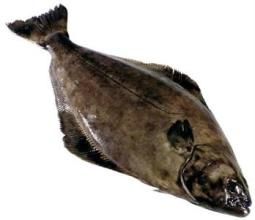 大口小庸鰈 大口小庸鰈