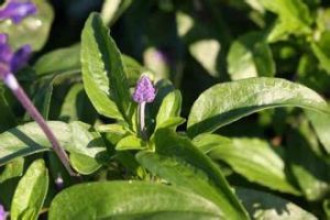 尾葉青藤 尾葉青藤