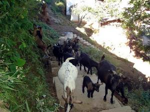 瑞谷莊村農村經濟-山羊