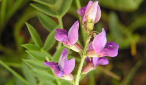 薩拉套棘豆 薩拉套棘豆