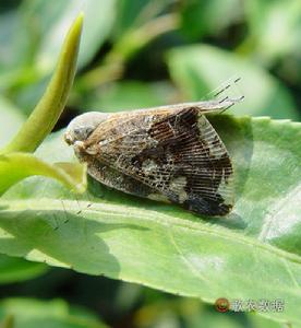 八點蠟蟬成蟲形態圖（圖2）