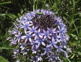 多年生亞組 多年生亞組