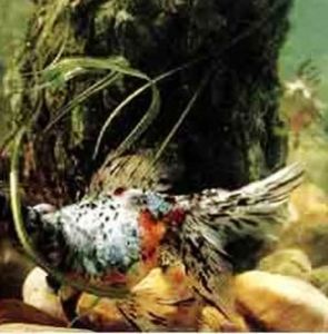 五花蝶尾 五花蝶尾