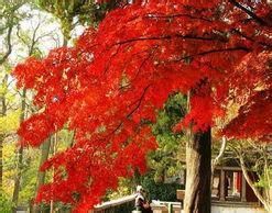 紅葉野茉莉 紅葉野茉莉