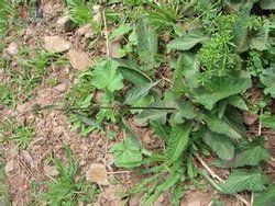 毛盔西藏糙蘇 毛盔西藏糙蘇