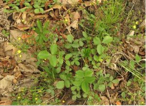 混葉委陵菜 混葉委陵菜