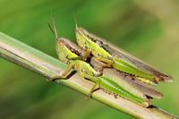 中華稻蝗 中華稻蝗