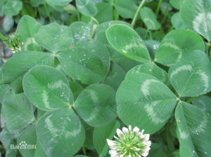 三葉排草 三葉排草