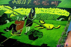 3D彩色稻田 3D彩色稻田