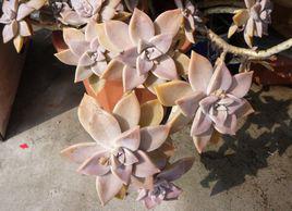 朧月[詞語釋義]