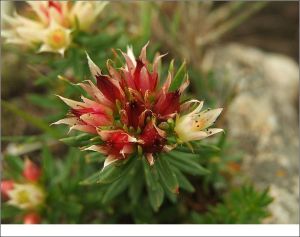 托花紅景天 托花紅景天