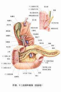 （圖）胰腺類癌