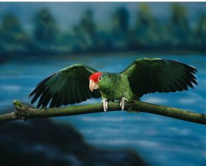 紅冠亞馬遜鸚哥