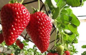 天潤園草莓園 天潤園草莓園