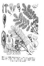 大金剛藤墨線圖