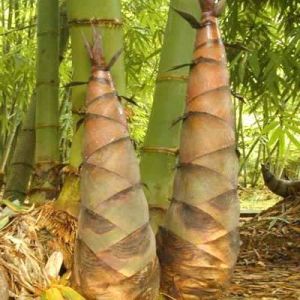 竹林中生長的冬筍