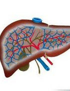 谷醯轉肽酶 谷醯轉肽酶