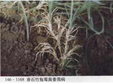 香石竹灰霉病 香石竹灰霉病