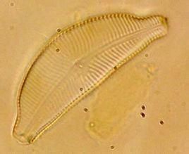 優美橋彎藻 優美橋彎藻