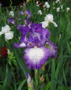 花香根鳶尾 花香根鳶尾