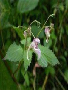 密枝美喙蘚 密枝美喙蘚