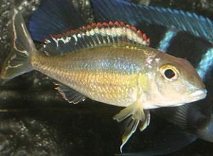 彩虹珍珠 彩虹珍珠