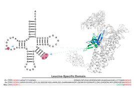 氨基醯-tRNA合成酶 氨基醯-tRNA合成酶