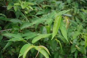 廣西懸鉤子 廣西懸鉤子