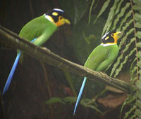 馬來長尾闊嘴鳥