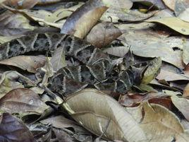 三色矛頭蝮 三色矛頭蝮