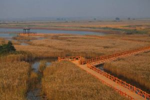 黃河口濕地生態園 黃河口濕地生態園