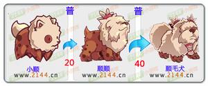 少年精靈王順毛犬進化圖