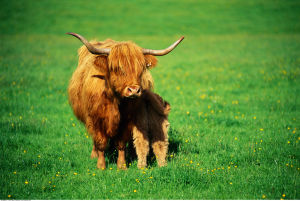 蘇格蘭高原牛 蘇格蘭高原牛