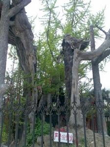 樓觀台森林公園