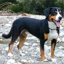 恩特布山地犬 恩特布山地犬