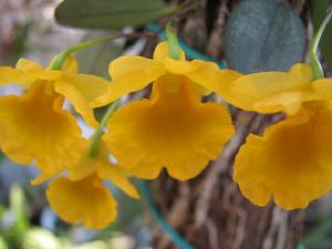 黃花石斛 黃花石斛