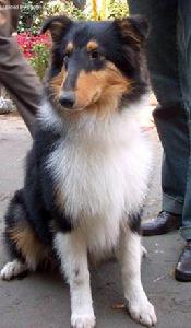 長須科利 長須科利