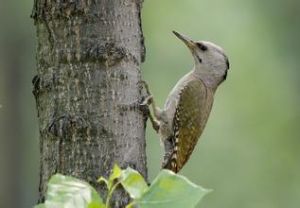 灰頭啄木鳥 灰頭啄木鳥