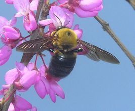 黑足熊蜂 黑足熊蜂
