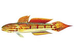 長鰭美塘鱧 長鰭美塘鱧