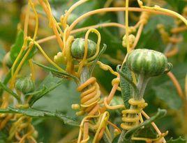 寄生生物 寄生生物