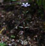 纖枝喉毛花 纖枝喉毛花