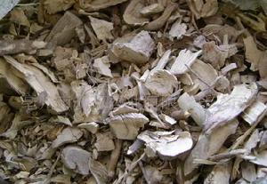 茶樹根[茶樹根]